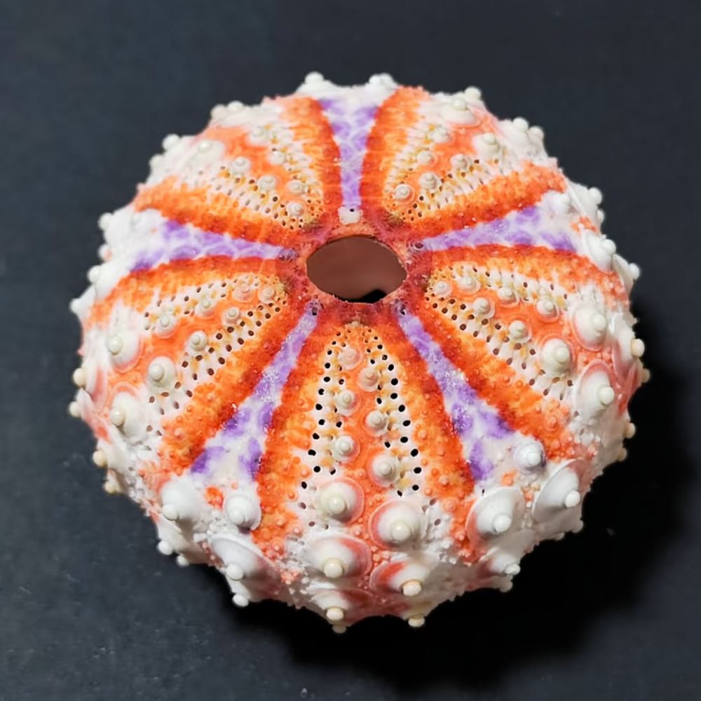 Sea Urchin Craft For For Zhuol - Marine Aquarium recension och pris