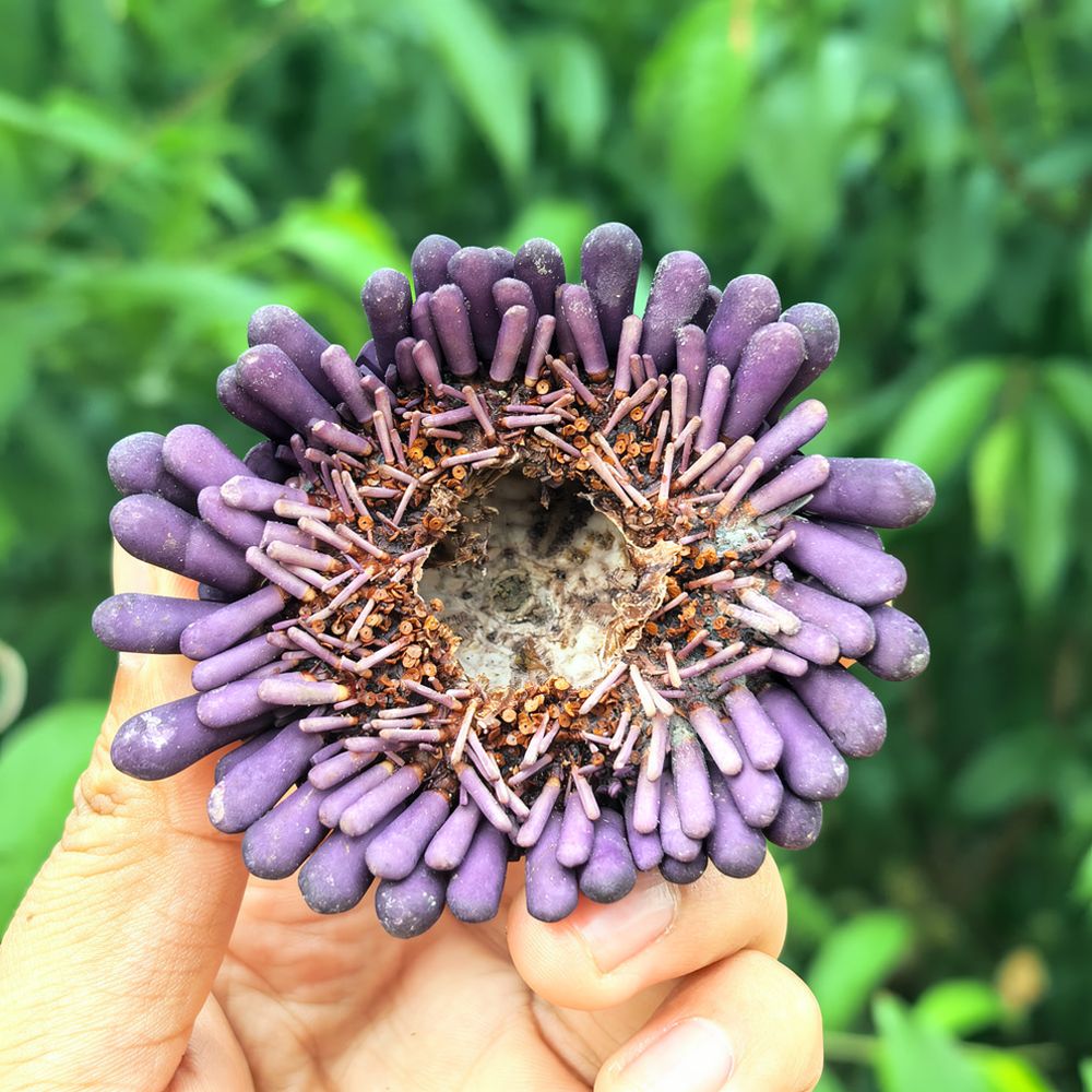 Sea Urchin Craft For For Zhuol - Marine Aquarium recension och pris