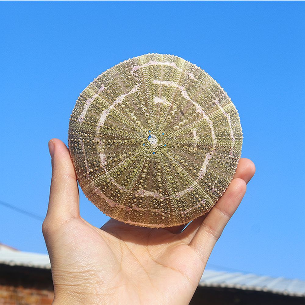 Sea Urchin Craft For For Zhuol - Marine Aquarium recension och pris