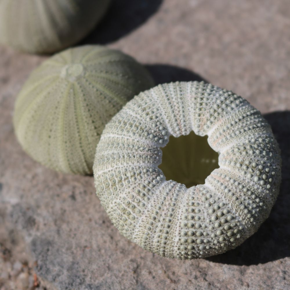 Sea Urchin Craft For For Zhuol - Marine Aquarium recension och pris